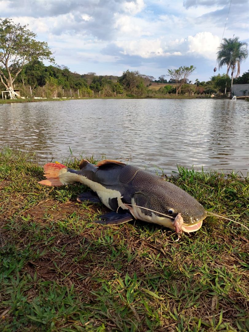Pirarara capturada na margem do lago do Recanto